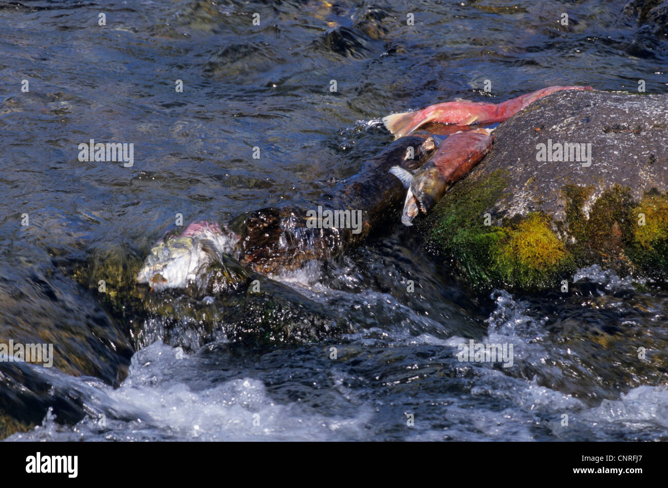 sockeye salmon, sockeye, kokanee, blue back (Oncorhynchus nerka), fish migration at a rapid, USA, Alaska, Kenai Stock Photo