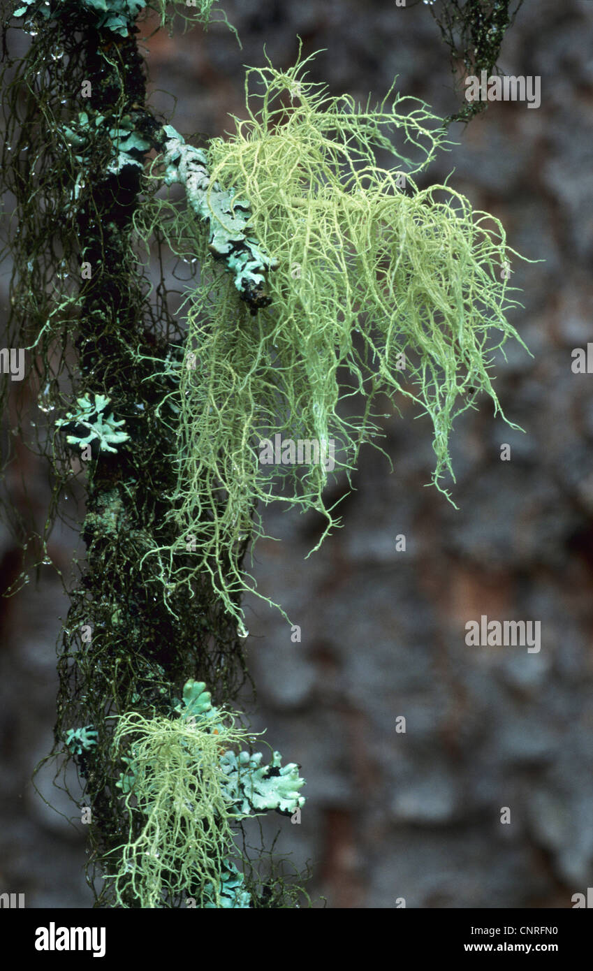 Farinose Cartilage Lichen (Ramalina farinacea), habit, USA, Alaska, Denali Nationalpark Stock Photo