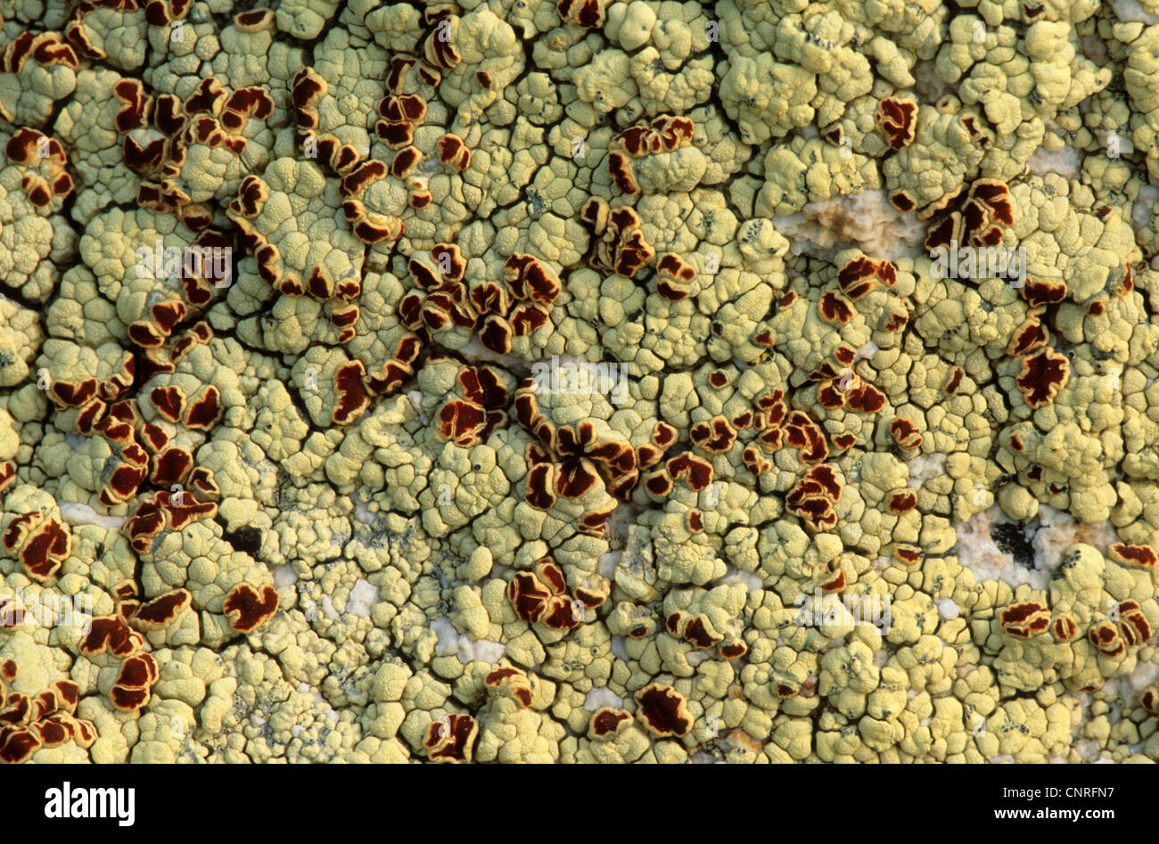 Ophioparma Lichen, Bloodstain Lichen (Haematomma ventosum), habit, Denali Nationalpark Stock Photo