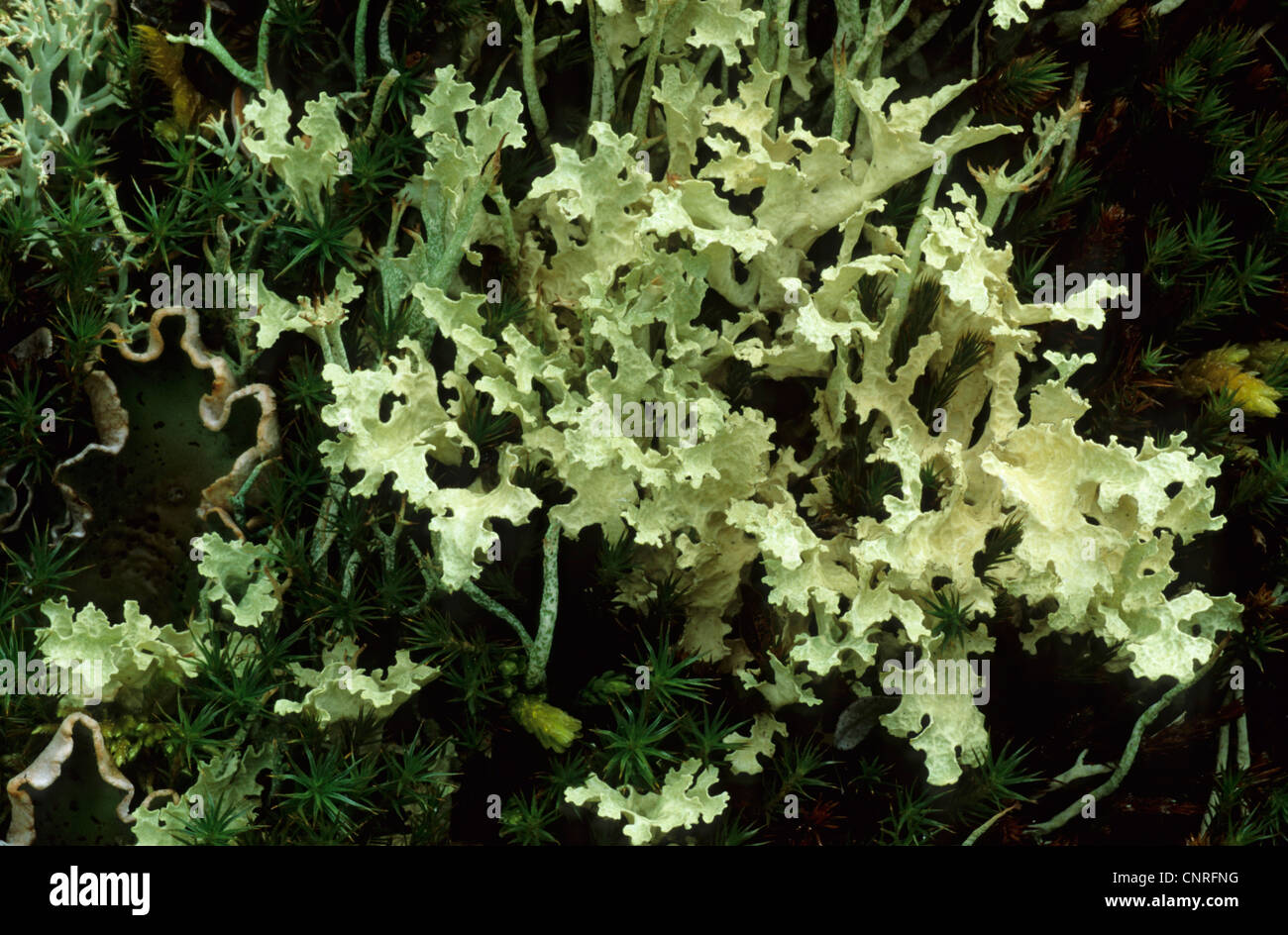 Crinkled Snow Lichen (Cetraria nivalis), and Freckle Pelt Lichen, Peltigera aphthosa (right), USA, Alaska, Denali Nationalpark Stock Photo