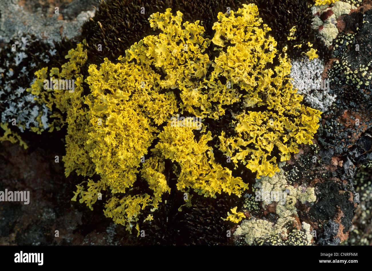 Yellow Lichen (Vulpicida tilesii, Cetraria tilesii), habit, USA, Alaska, Denali Nationalpark Stock Photo