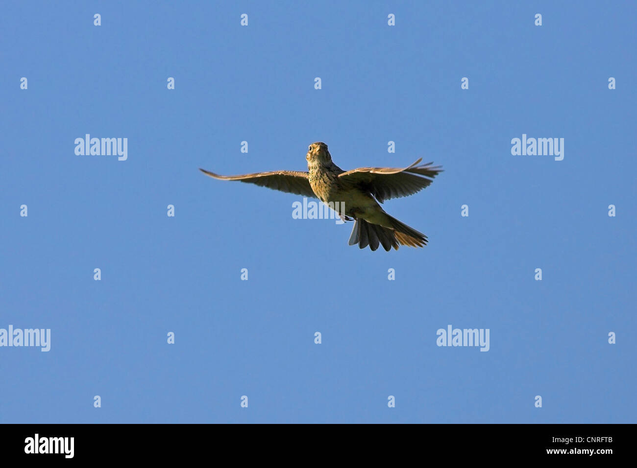 Flying lark hi-res stock photography and images - Alamy