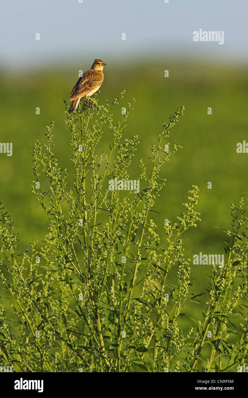 Oriental sky lark (Alauda gulgula), on plant, Germany, Rhineland-Palatinate Stock Photo
