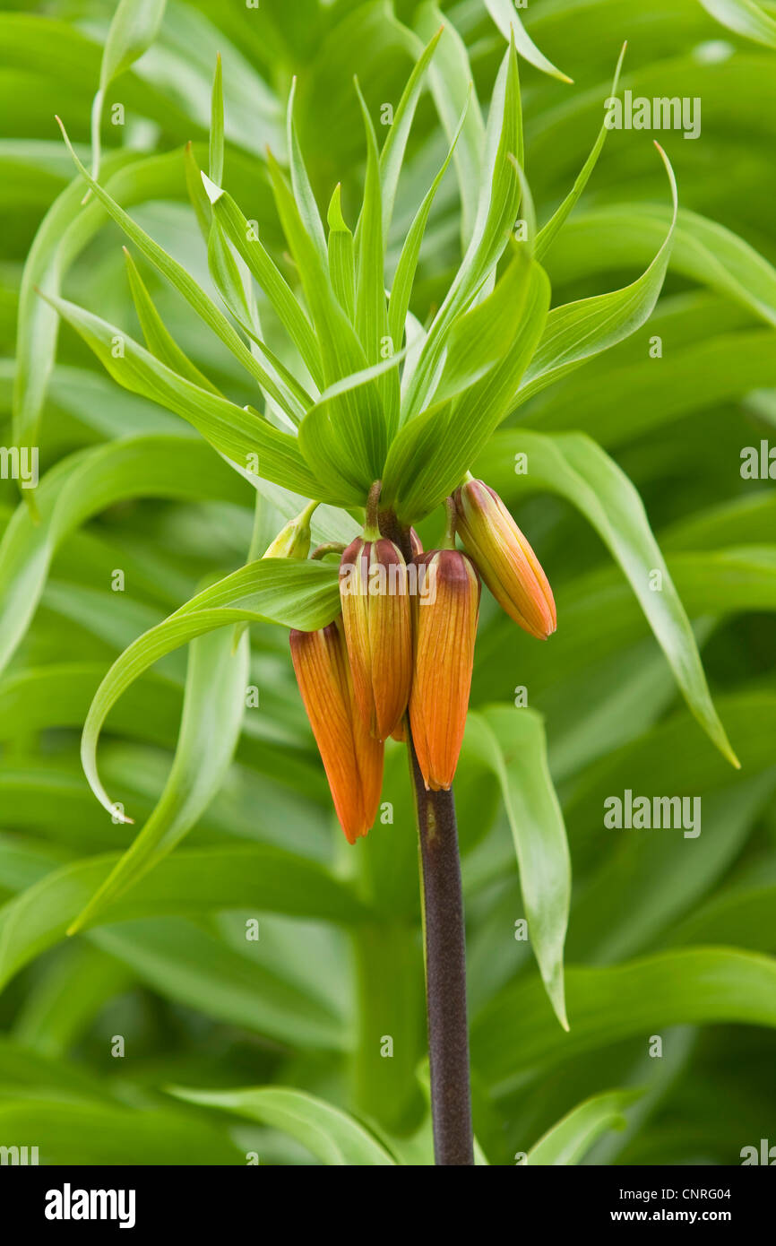crown imperial lily (Fritillaria imperialis), inflorescence in bud