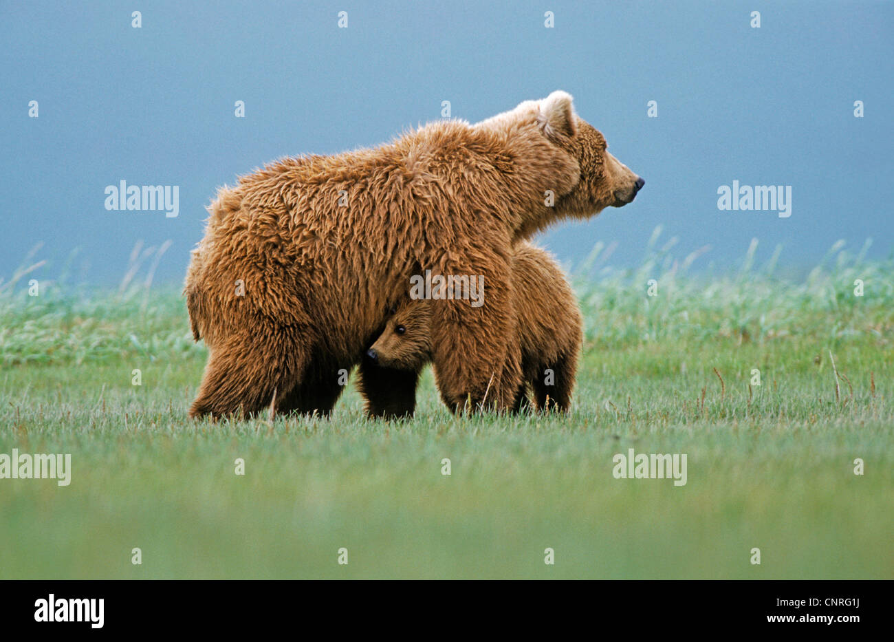 brown bear, grizzly bear (Ursus arctos horribilis), caring for pup, USA, Alaska, Denali Nationalpark Stock Photo
