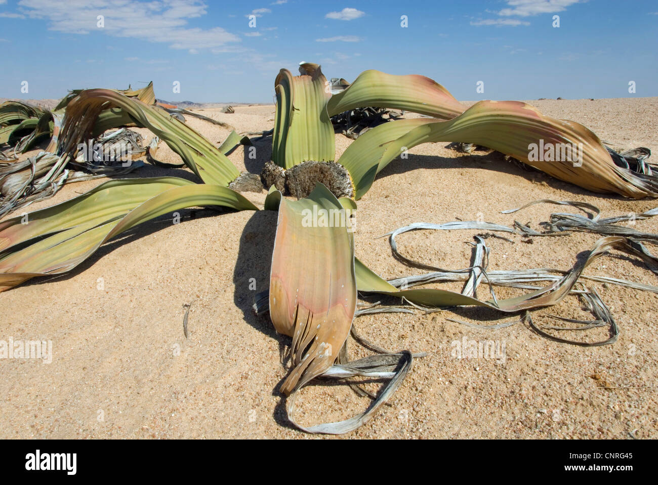 tree tumbo, tumboa, welwitschia (Welwitschia mirabilis), at the Welwitschia Drive , Namibia, Swakopmund Stock Photo