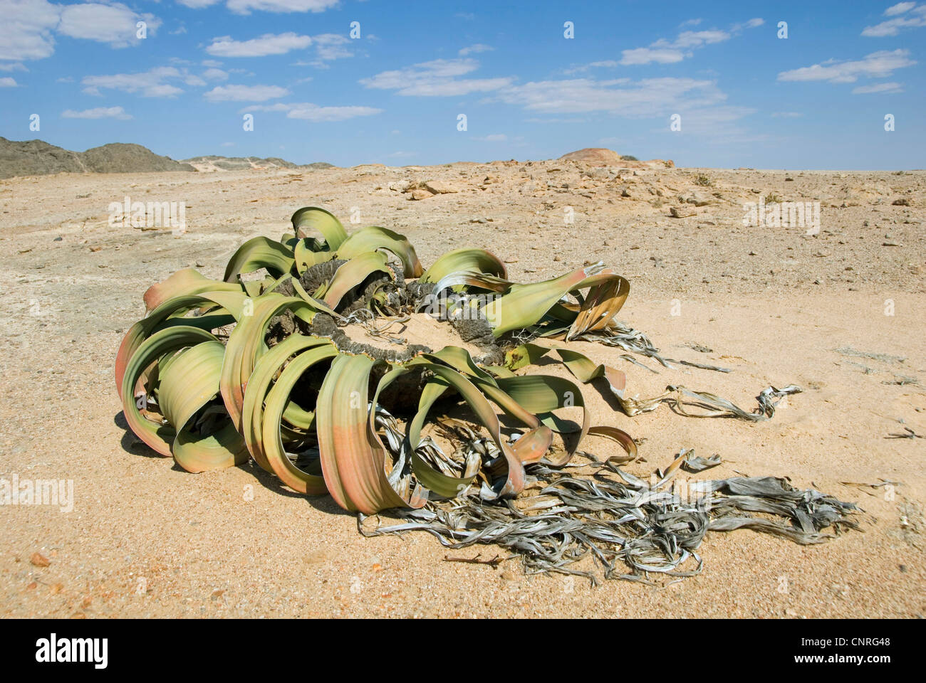 tree tumbo, tumboa, welwitschia (Welwitschia mirabilis), at the Welwitschia Drive , Namibia, Swakopmund Stock Photo