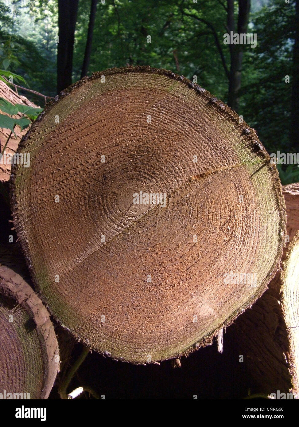 Red cedar cross section tree hires stock photography and images Alamy