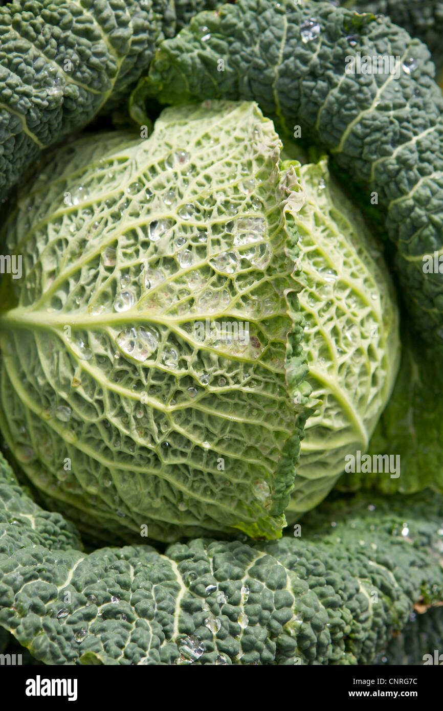 Savoy cabbage Stock Photo