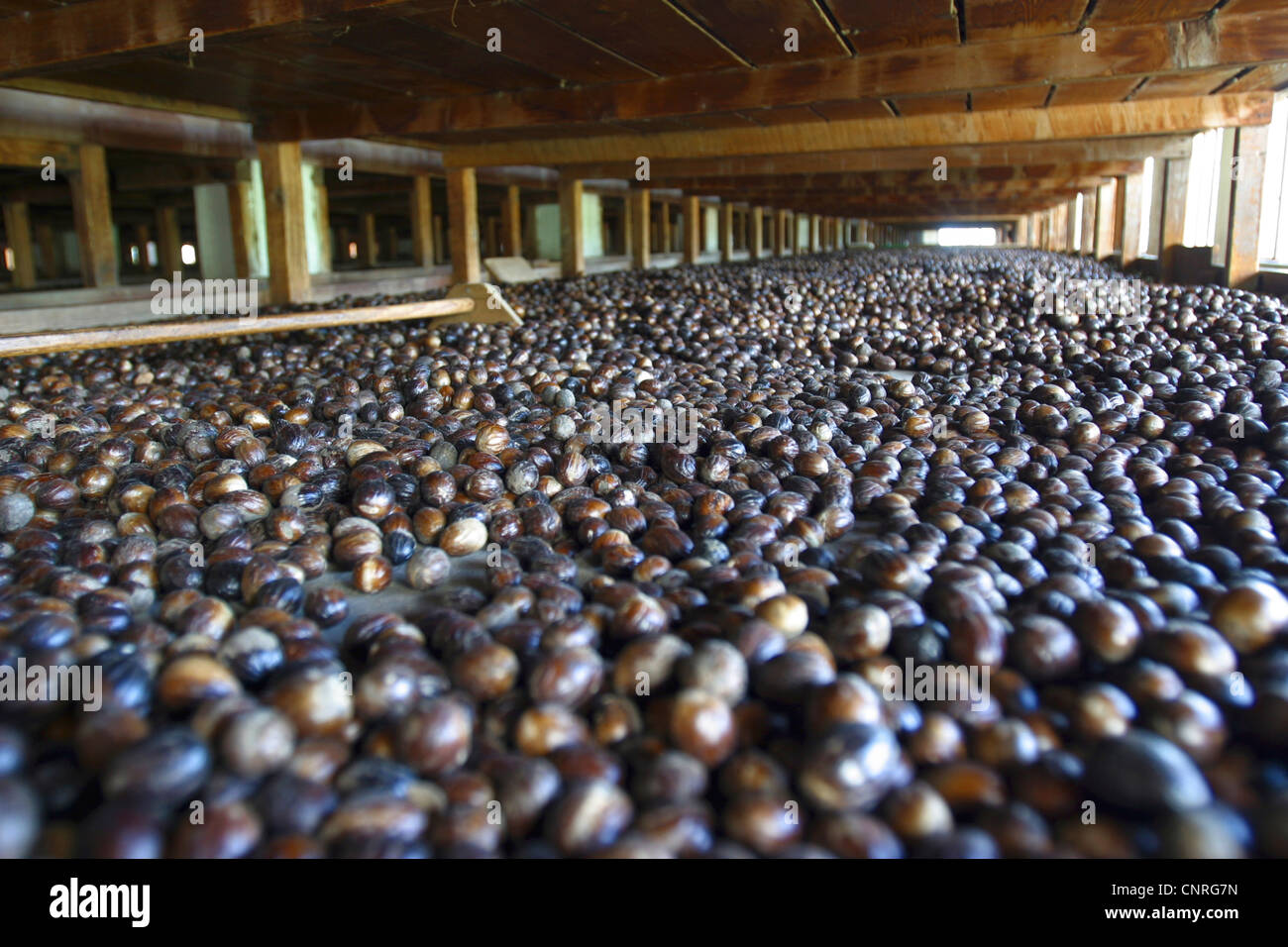 nutmeg, mace (Myristica fragrans), nutmegs are dried in a nutmeg factory, Grenada, Gouyave Stock Photo
