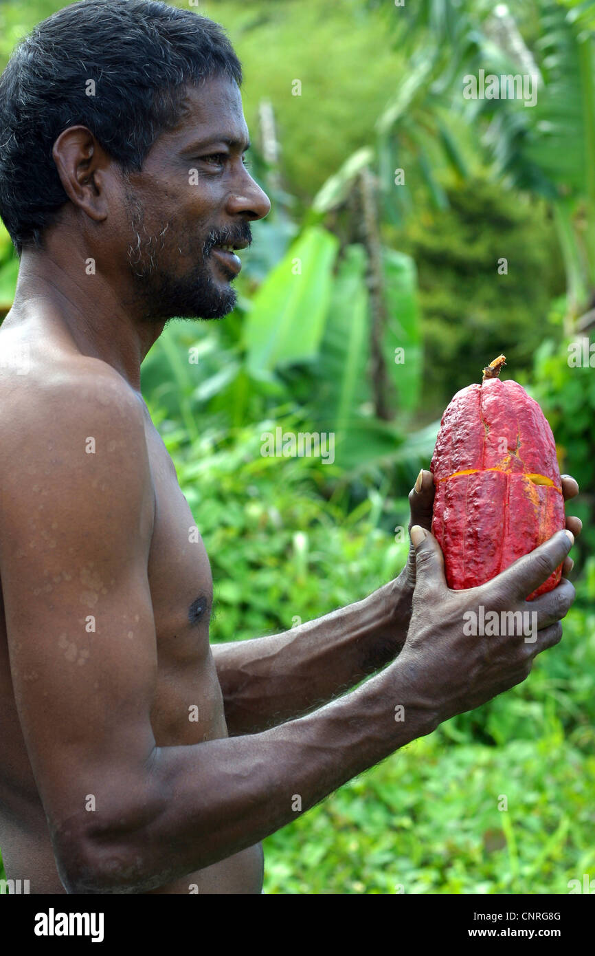 chocolate, cocoa tree (Theobroma cacao), farmer holding a cocoa fruit in his hands, Grenada Stock Photo