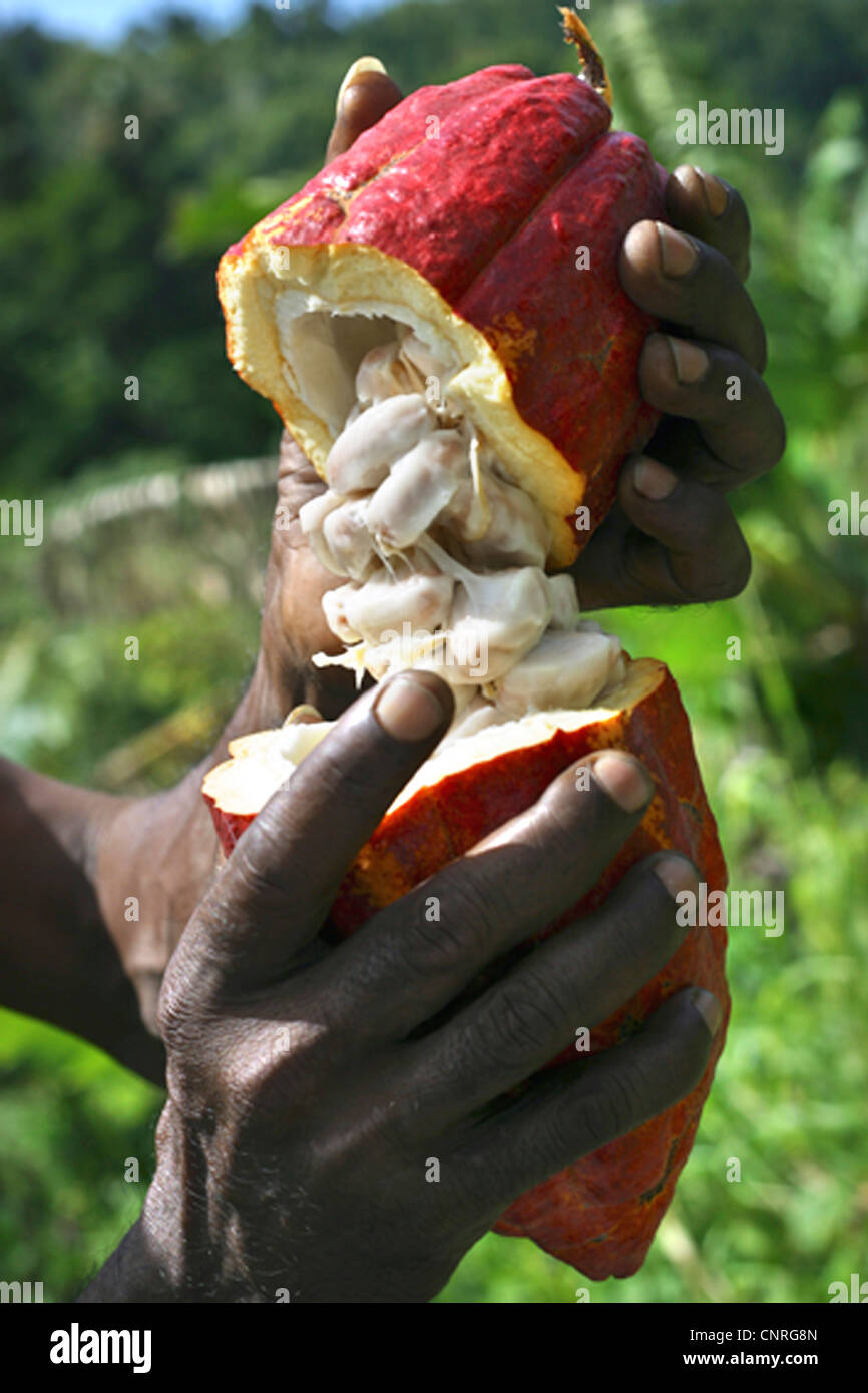 chocolate, cocoa tree (Theobroma cacao), farmer opening a cocoa fruit, seeds, which are used for producing cocoa, are visible, Grenada Stock Photo