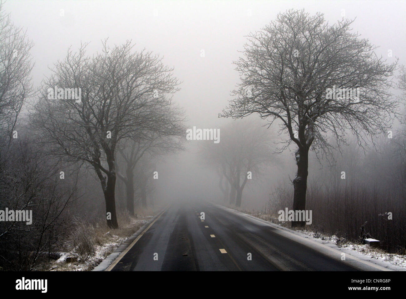 road  in mist, Hohes Venn, Belgium, Luettich, Hohes Venn Stock Photo