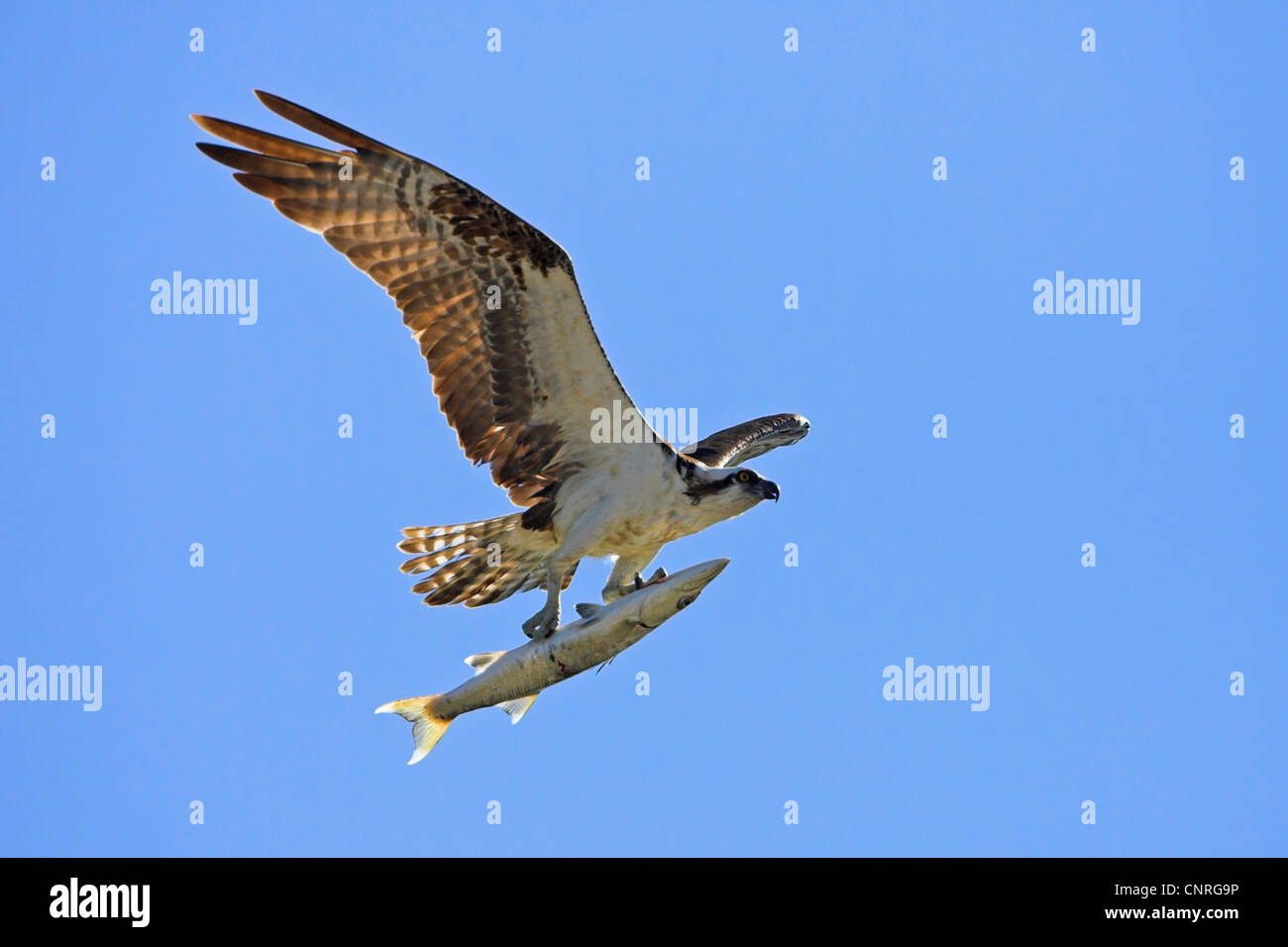 osprey, fish hawk (Pandion haliaetus), flying with captured fish, USA