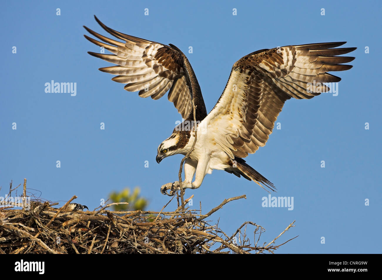 osprey, fish hawk (Pandion haliaetus), landing on the nest with nesting material, USA, Florida, Everglades National Park Stock Photo