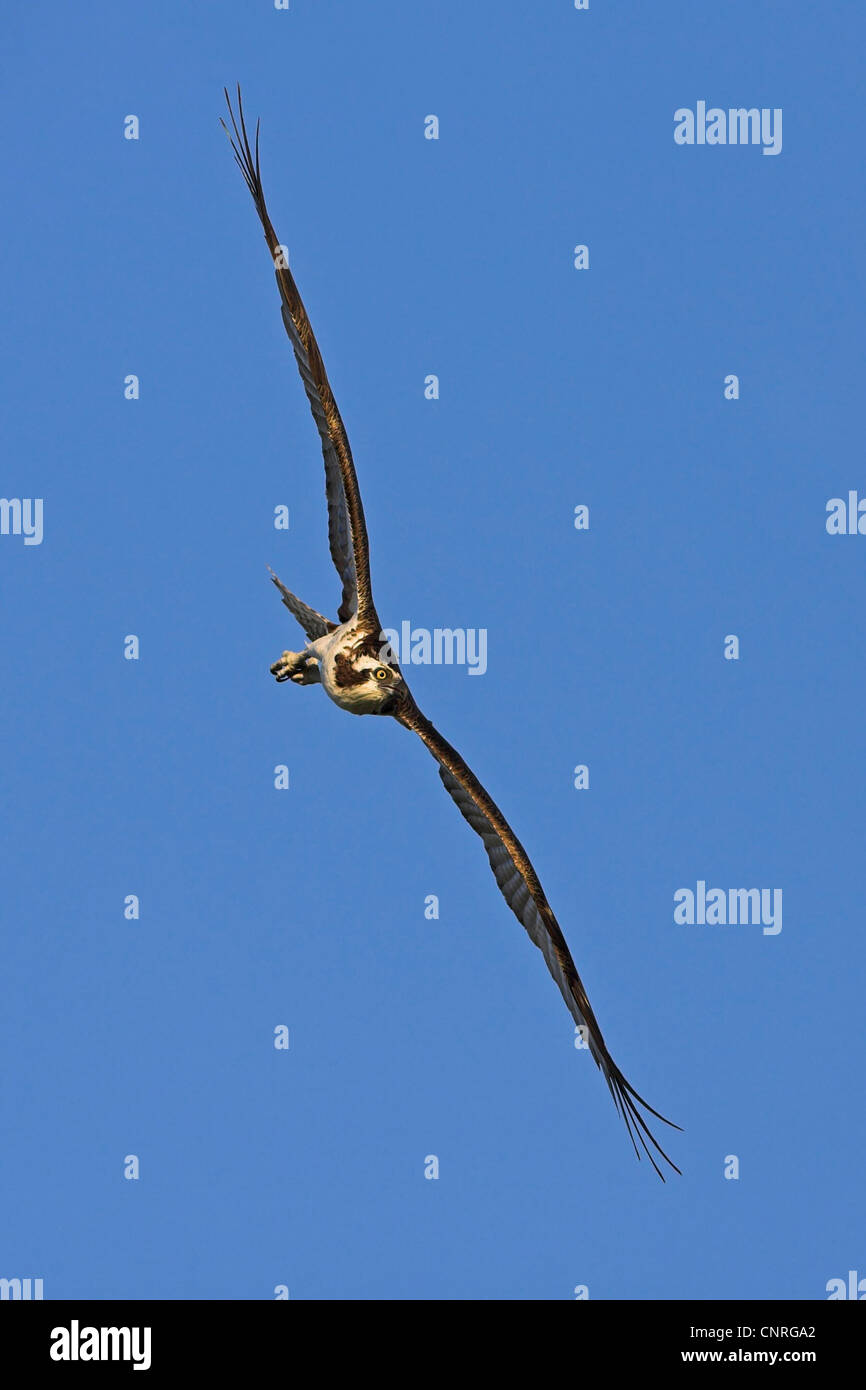 osprey, fish hawk (Pandion haliaetus), flying, USA, Florida, Everglades National Park Stock Photo