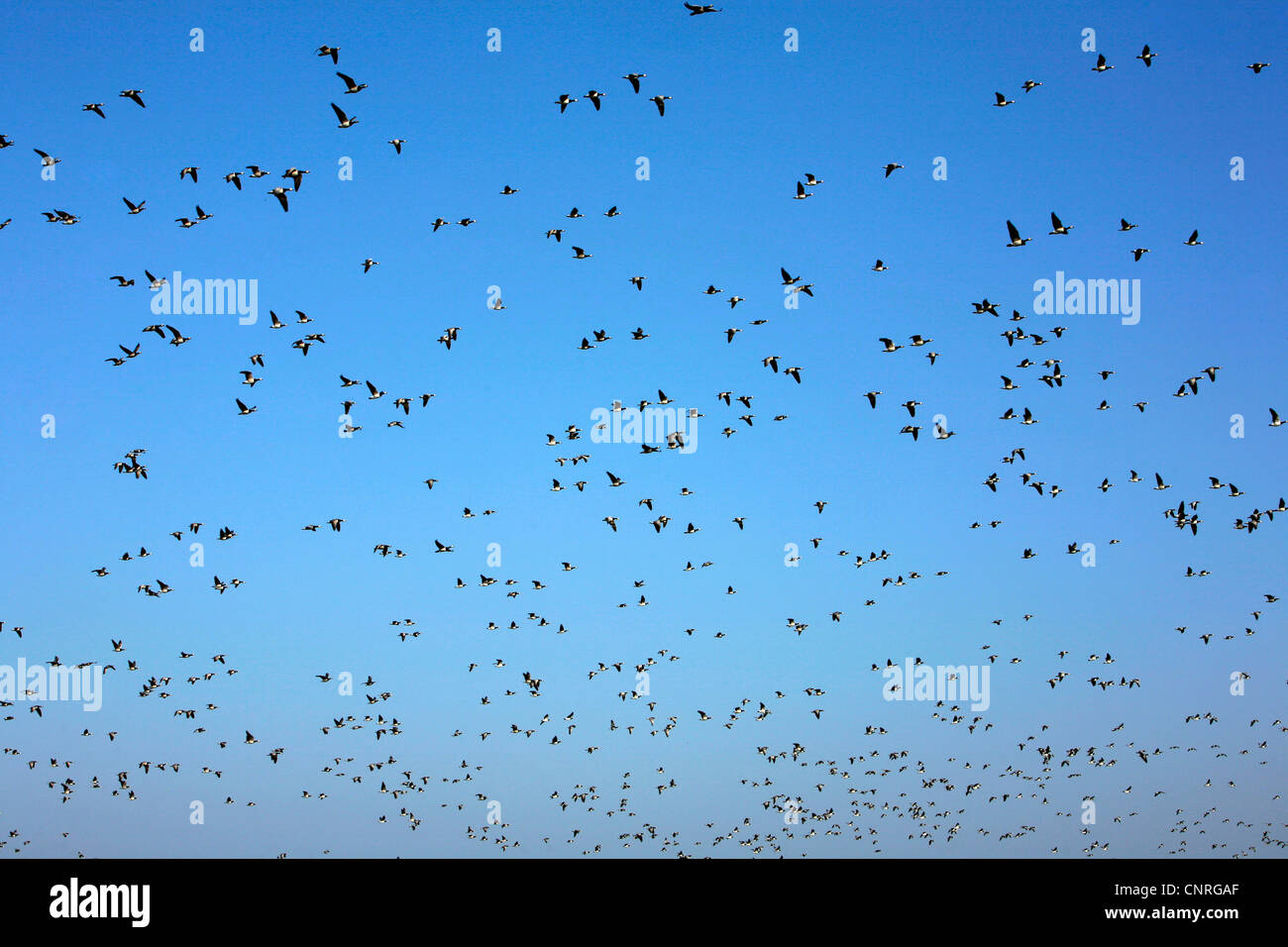 flock of wild geese, Germany, Lower Saxony, Krummhoern-Greetsiel Stock Photo