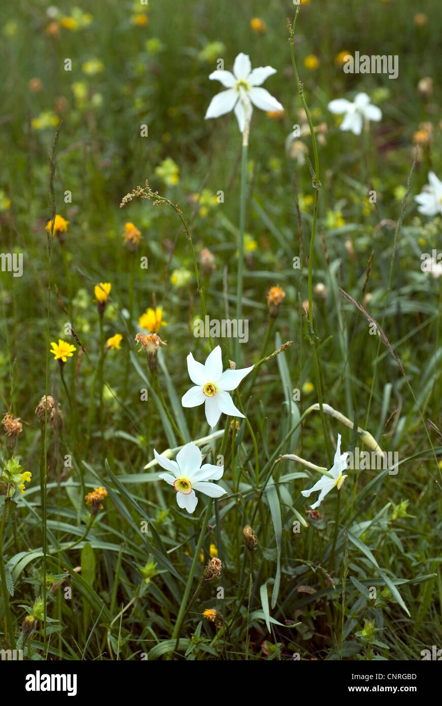 pheasant's-eye daffodil, pheasant's-eye narcissus, poet's narcissus (Narcissus radiiflorus, Narcissus poeticus ssp. poeticus), blooming in a meadow, France, Auvergne Stock Photo
