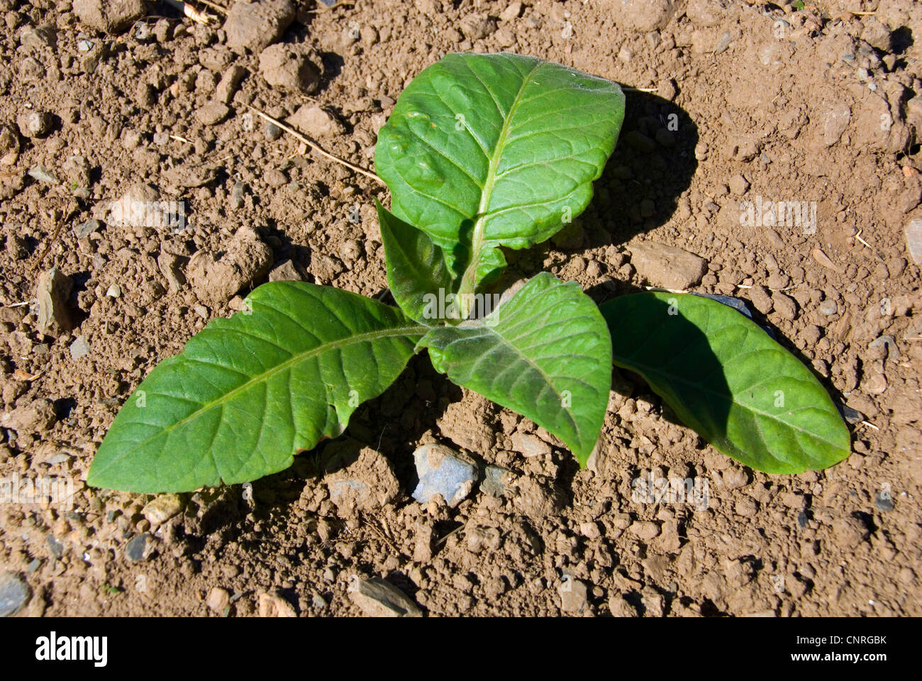 Cultivated Tobacco, Common Tobacco, Tobacco (Nicotiana tabacum),  cultivation of tobacco, young plant, Andorra Stock Photo