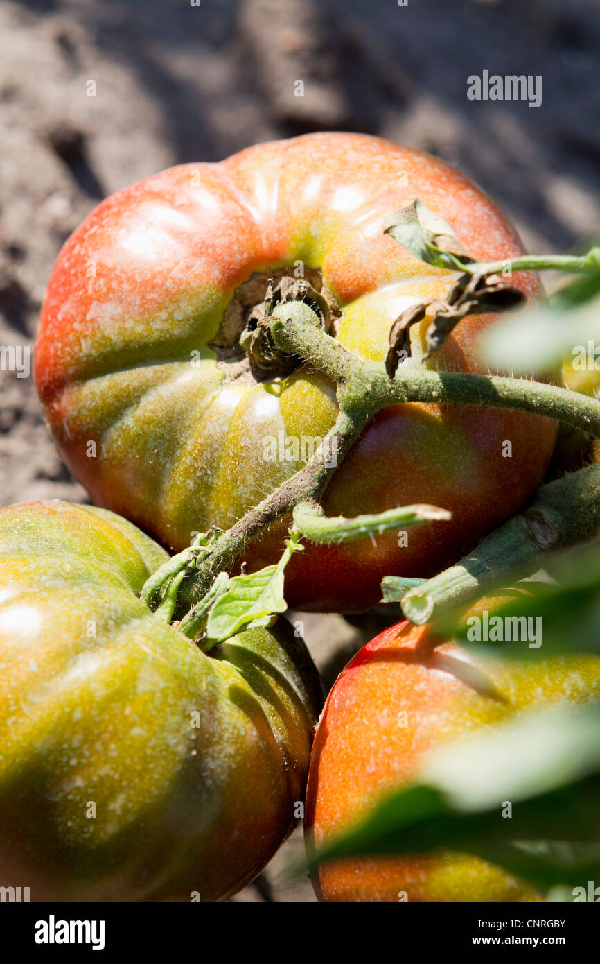 Tomatoes ripening on vine Stock Photo Alamy