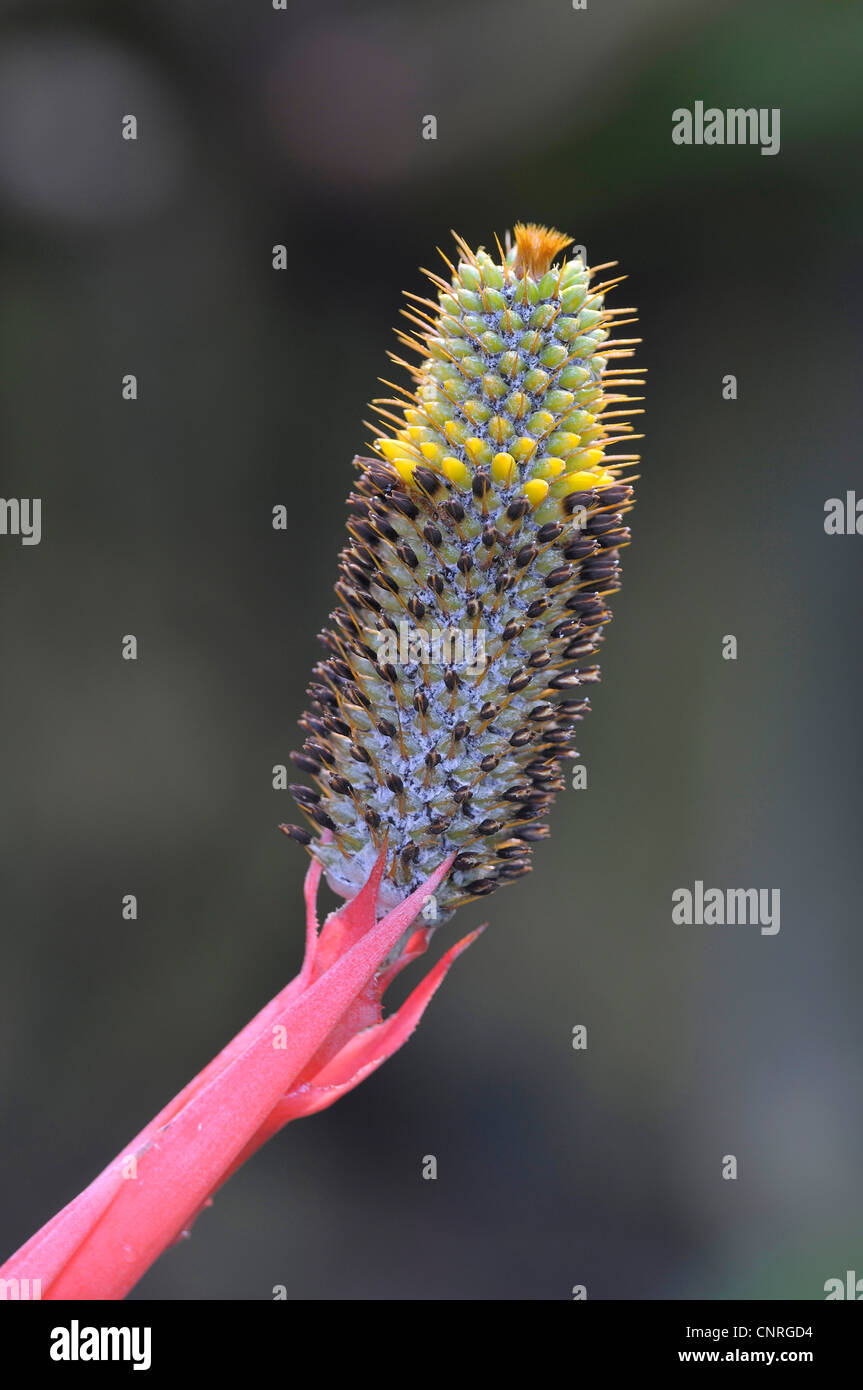 Aechmea pineliana (Aechmea pineliana), infructescence Stock Photo