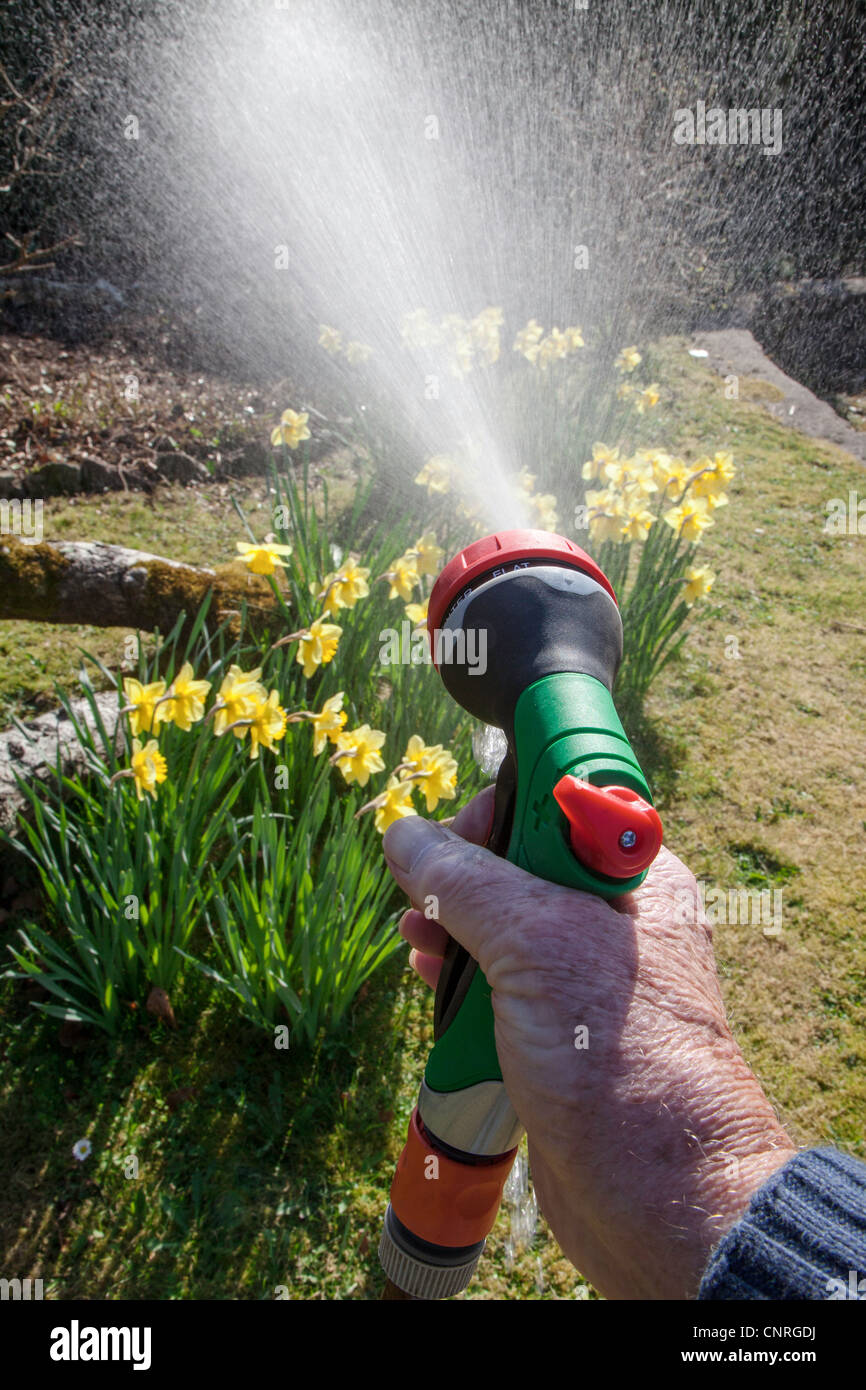 Watering garden plants hose pipe hires stock photography and images