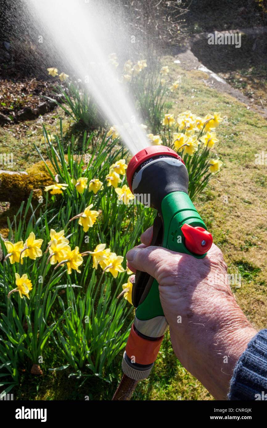 Man watering garden with daffodils with hose pipe fitted with spray head Stock Photo