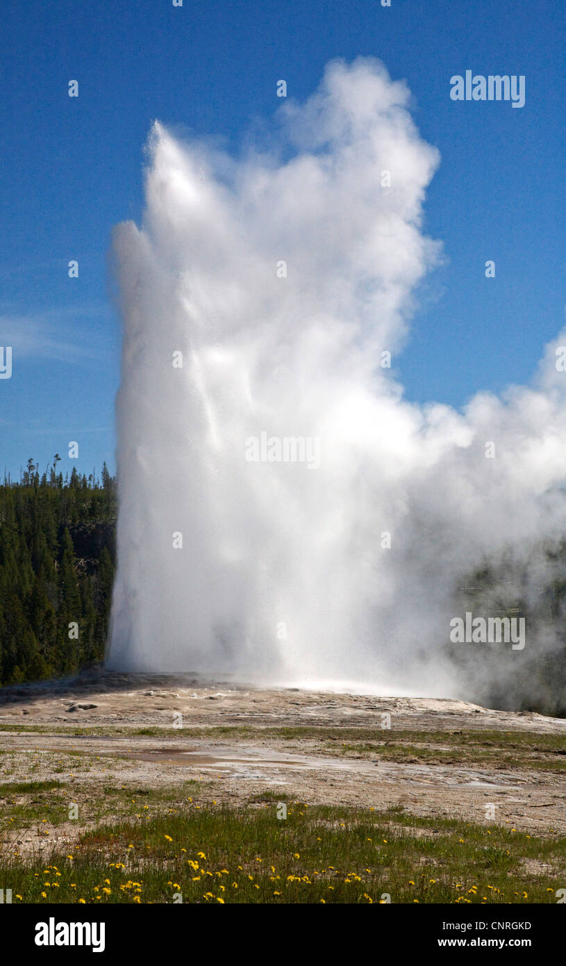 Geyser Examples Yellowstone old faithful erupts hi-res stock photography and images - Alamy
