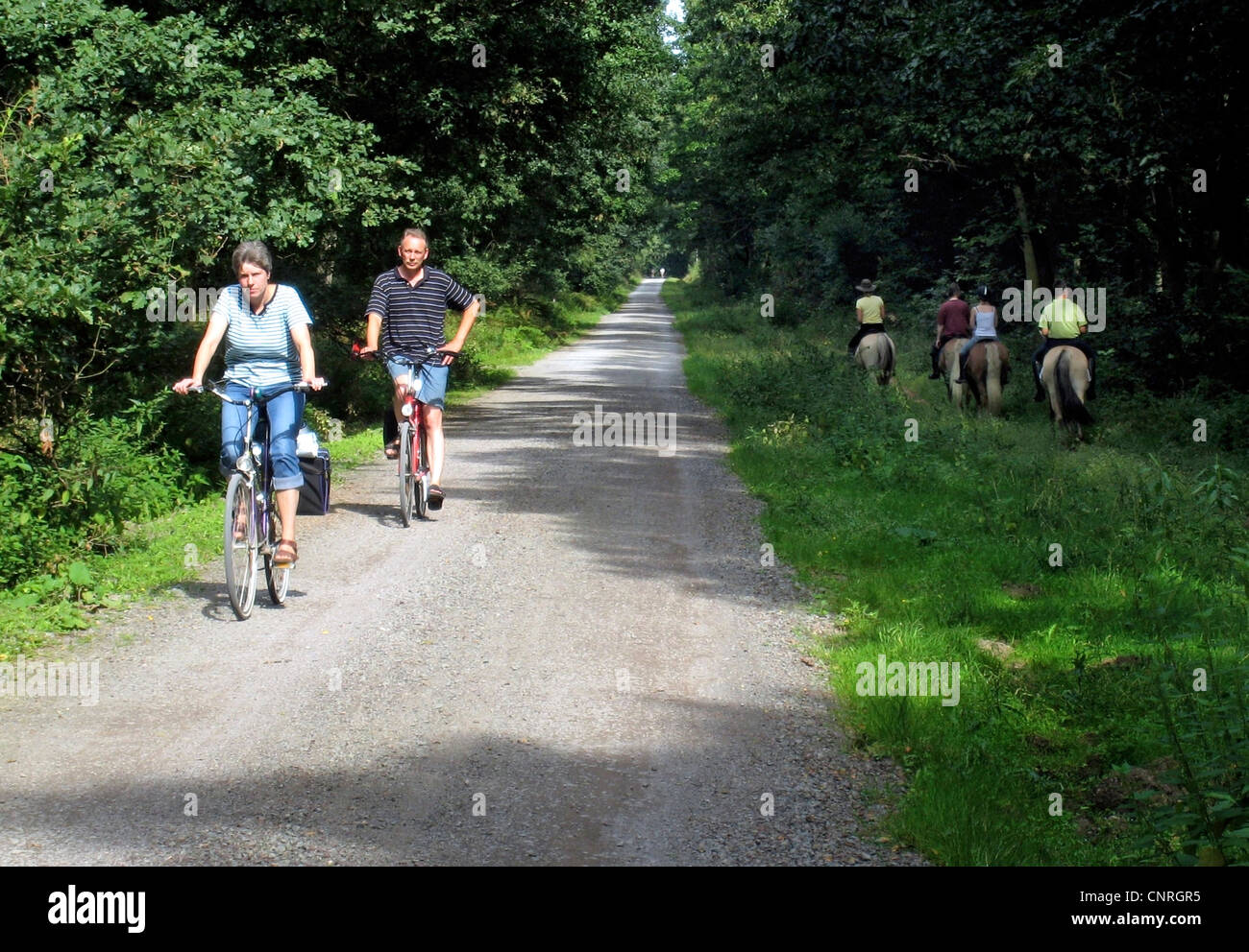 bicyclists and horsemen on a path, Germany, North Rhine-Westphalia, Ruhr Area, Haltern Stock Photo