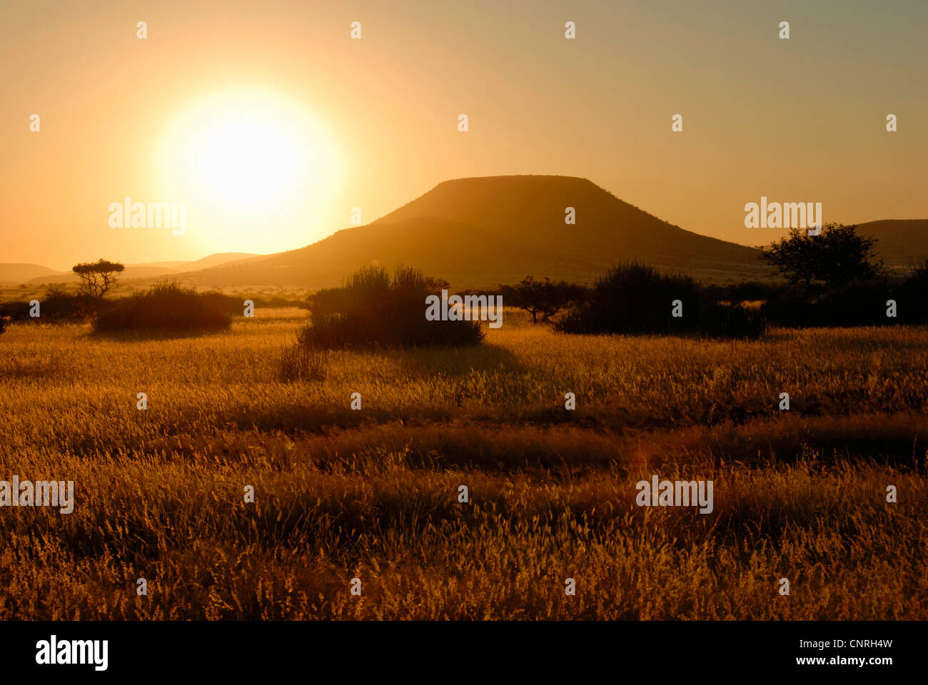 Savannah ecosystem hi-res stock photography and images - Alamy