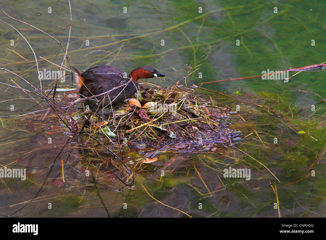 little grebe (Podiceps ruficollis, Tachybaptus ruficollis), with eggs in the nest, Germany Stock Photo