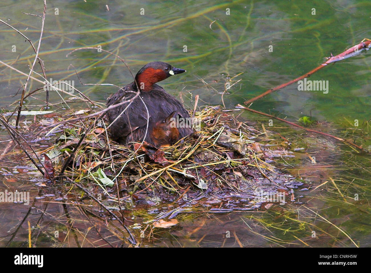 little grebe (Podiceps ruficollis, Tachybaptus ruficollis), breeding, Germany Stock Photo