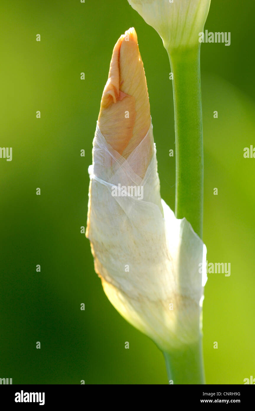 garden iris, German iris, bearded iris, fleur-de-lis, flag (Iris germanica), flower bud Stock Photo