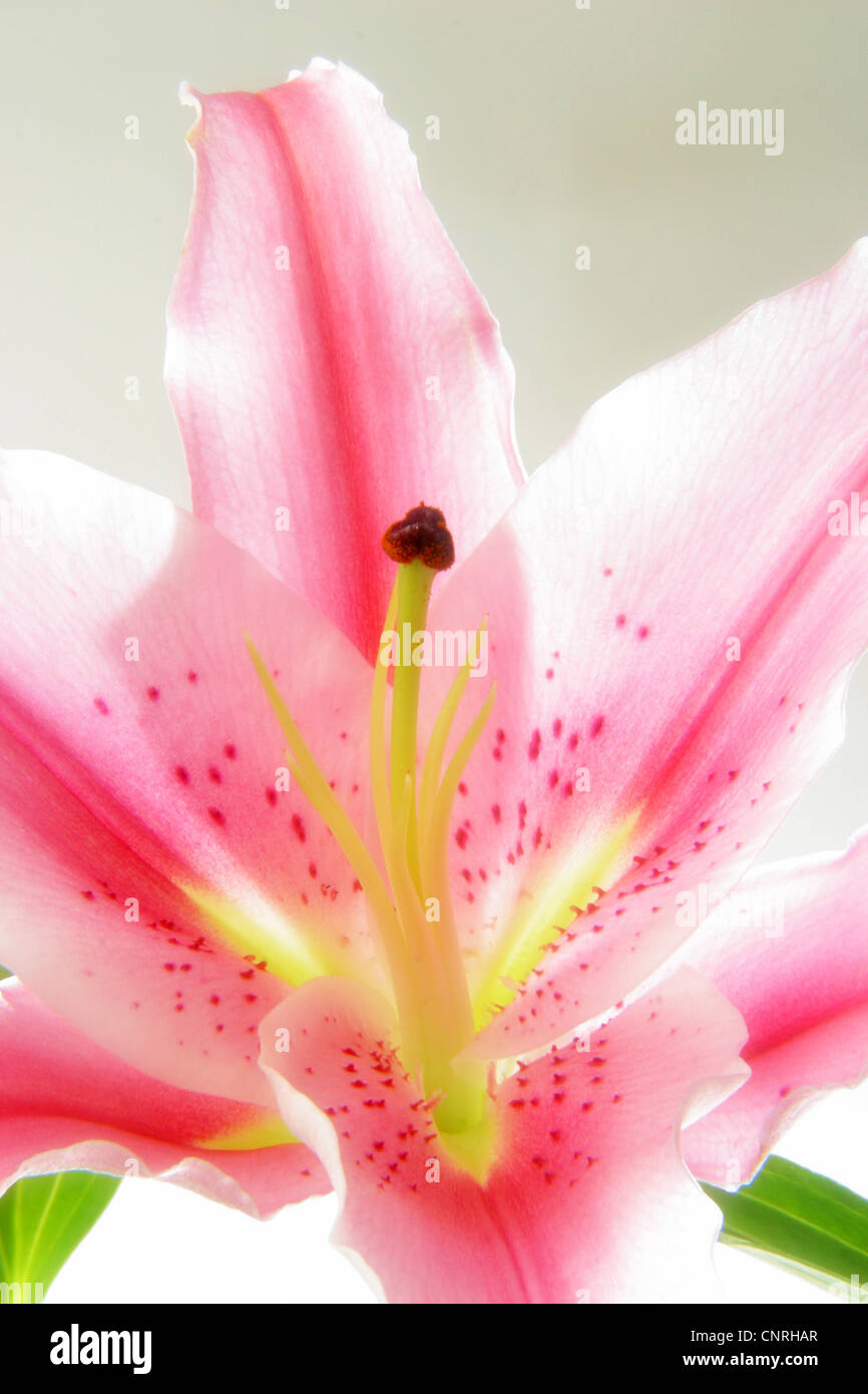 Pink lily mcphoto lily hires stock photography and images Alamy
