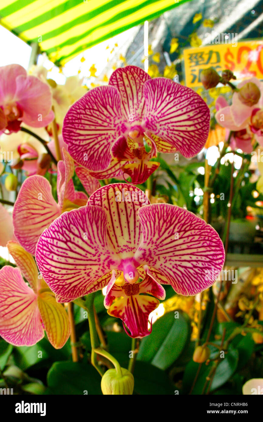 moth orchid (Phalaenopsis Hybride), orchid on a flower market in Hong
