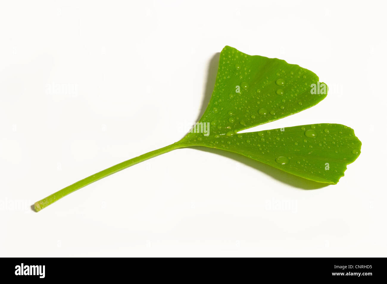 maidenhair tree, Ginkgo Tree, Gingko Tree, Ginko Tree (Ginkgo biloba