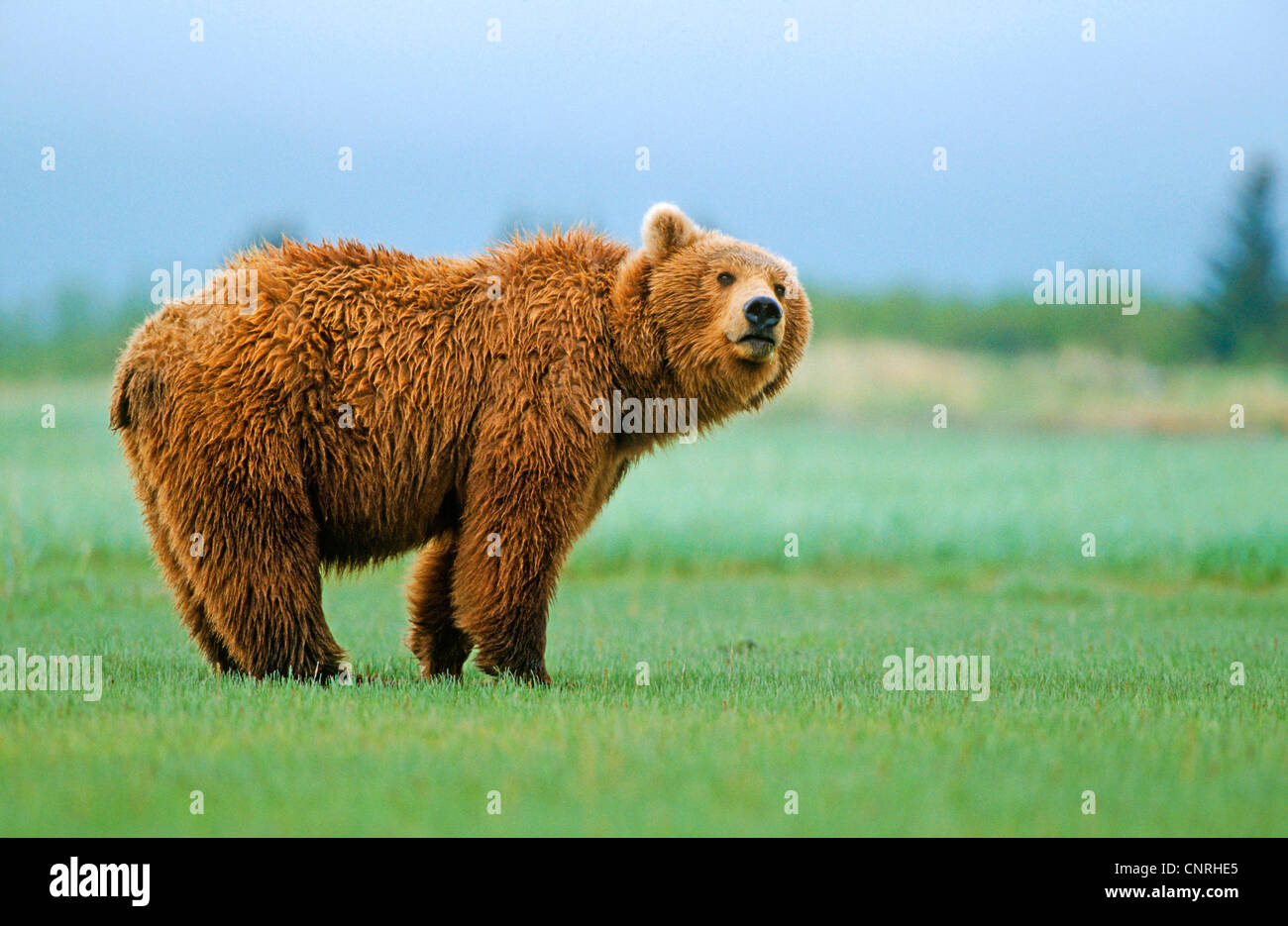 brown bear, grizzly bear (Ursus arctos horribilis), female on meadow, USA, Alaska, Denali Nationalpark Stock Photo