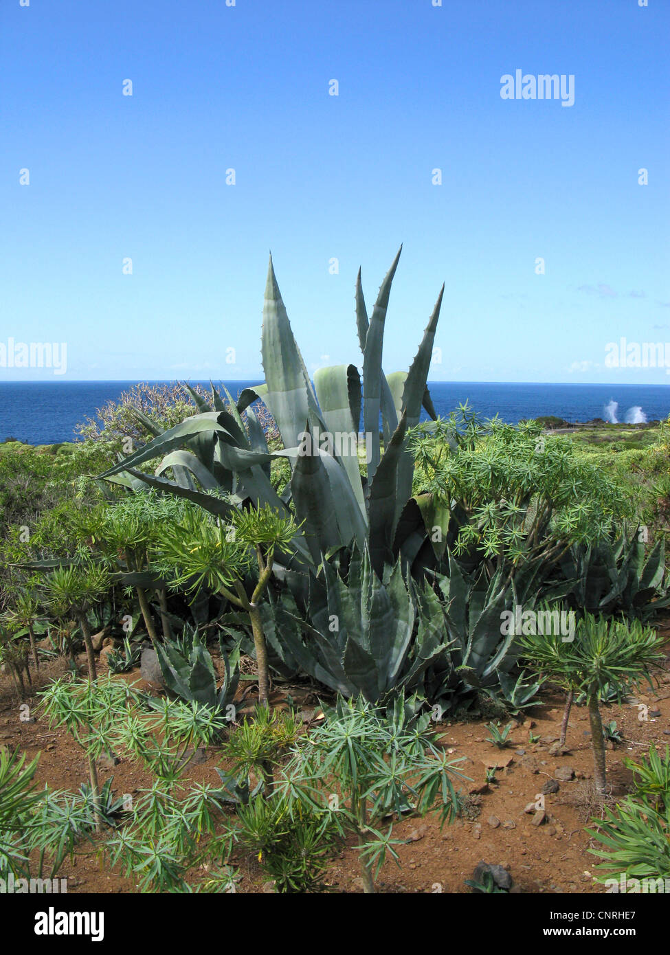 Agave, Century Plant (Agave americana), invasive species in the coastal vegetation, succulent vegetation on Teneriffa, Canary Islands, Tenerife Stock Photo