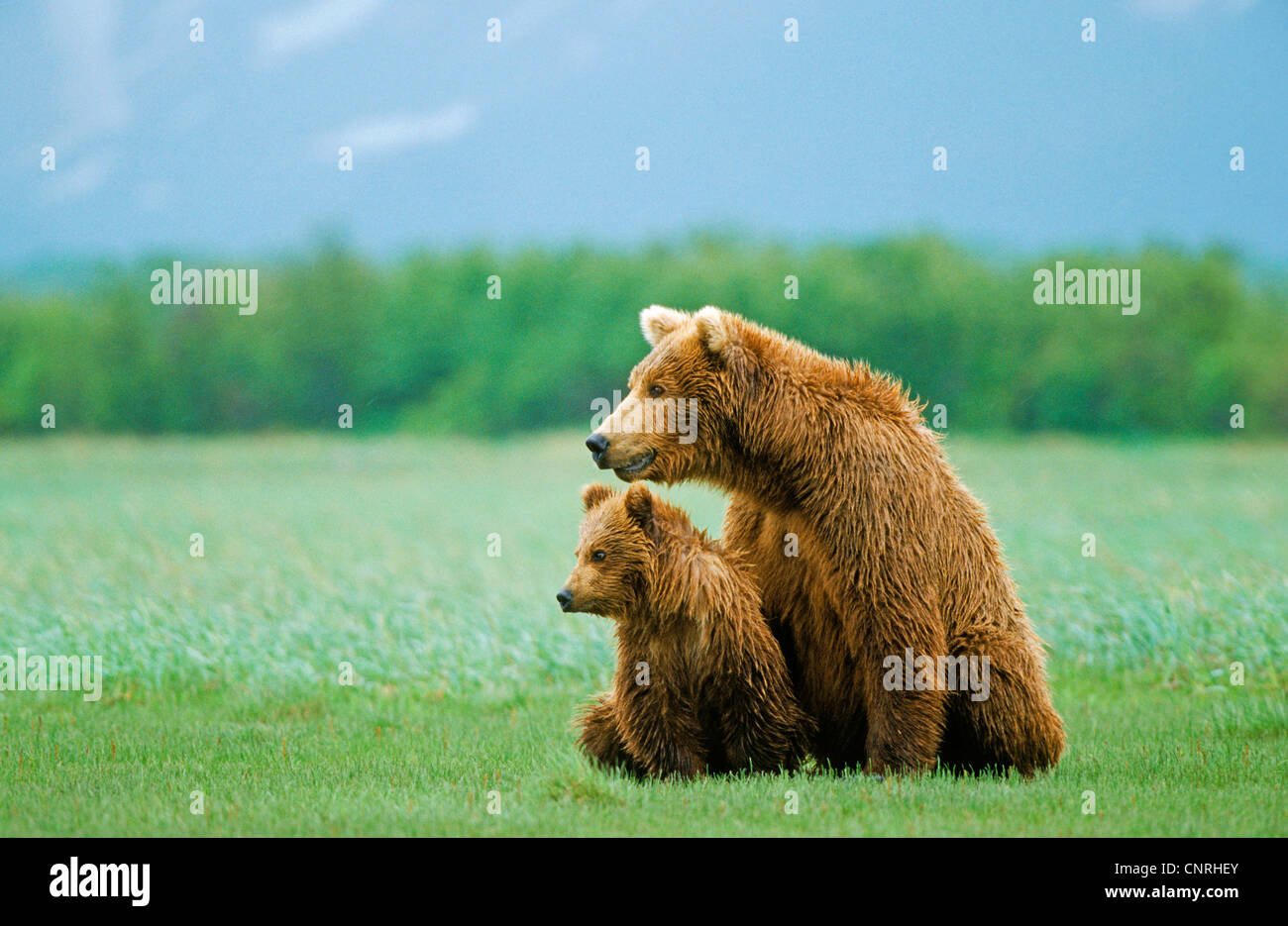 brown bear, grizzly bear (Ursus arctos horribilis), female with pup, USA, Alaska, Denali Nationalpark Stock Photo