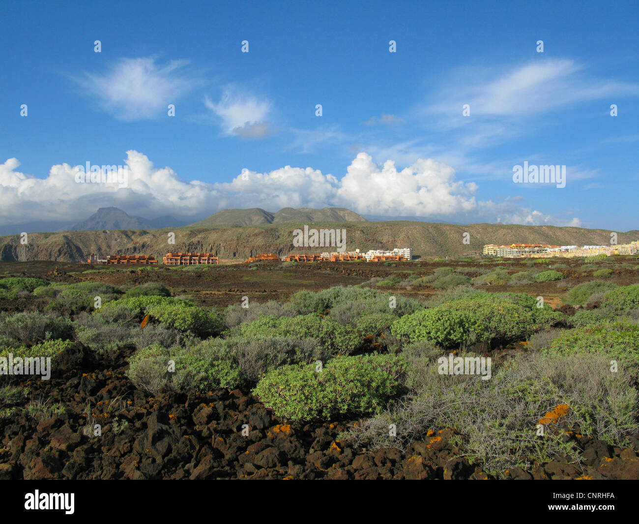 spurge (Euphorbia balsamifera), on volcanic rocks in the coastal aerea in the southwest, modern resort in the background, Canary Islands, Tenerife, Pal Mar Stock Photo