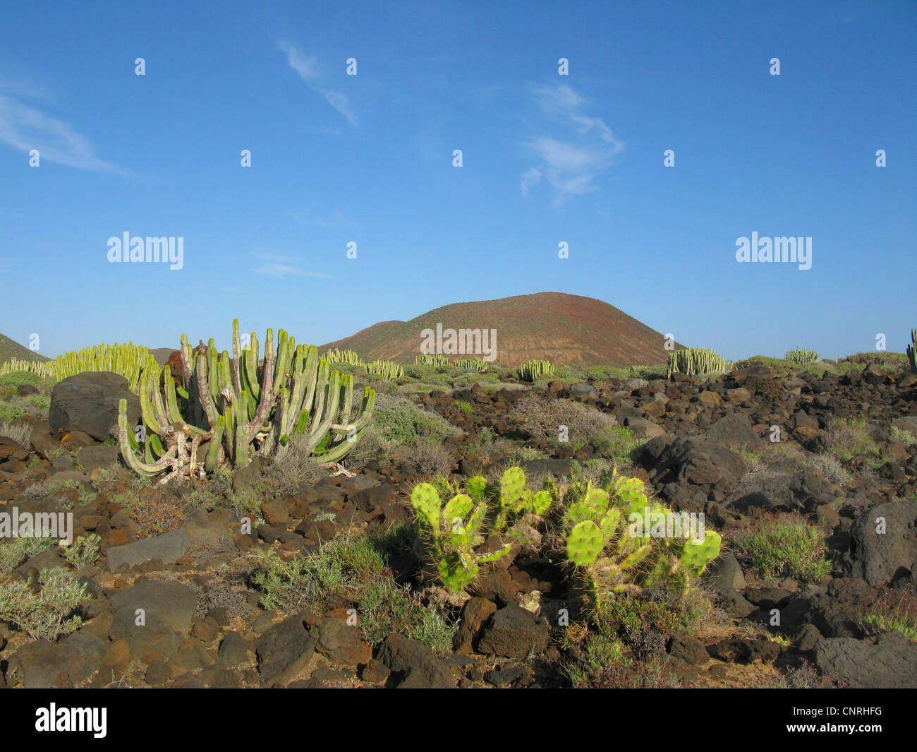 Canary Island Spurge (Euphorbia canariensis), on volcanic rock in succulent vegetation together with Opuntia dilenii, Canary Islands, Tenerife, Pal Mar Stock Photo