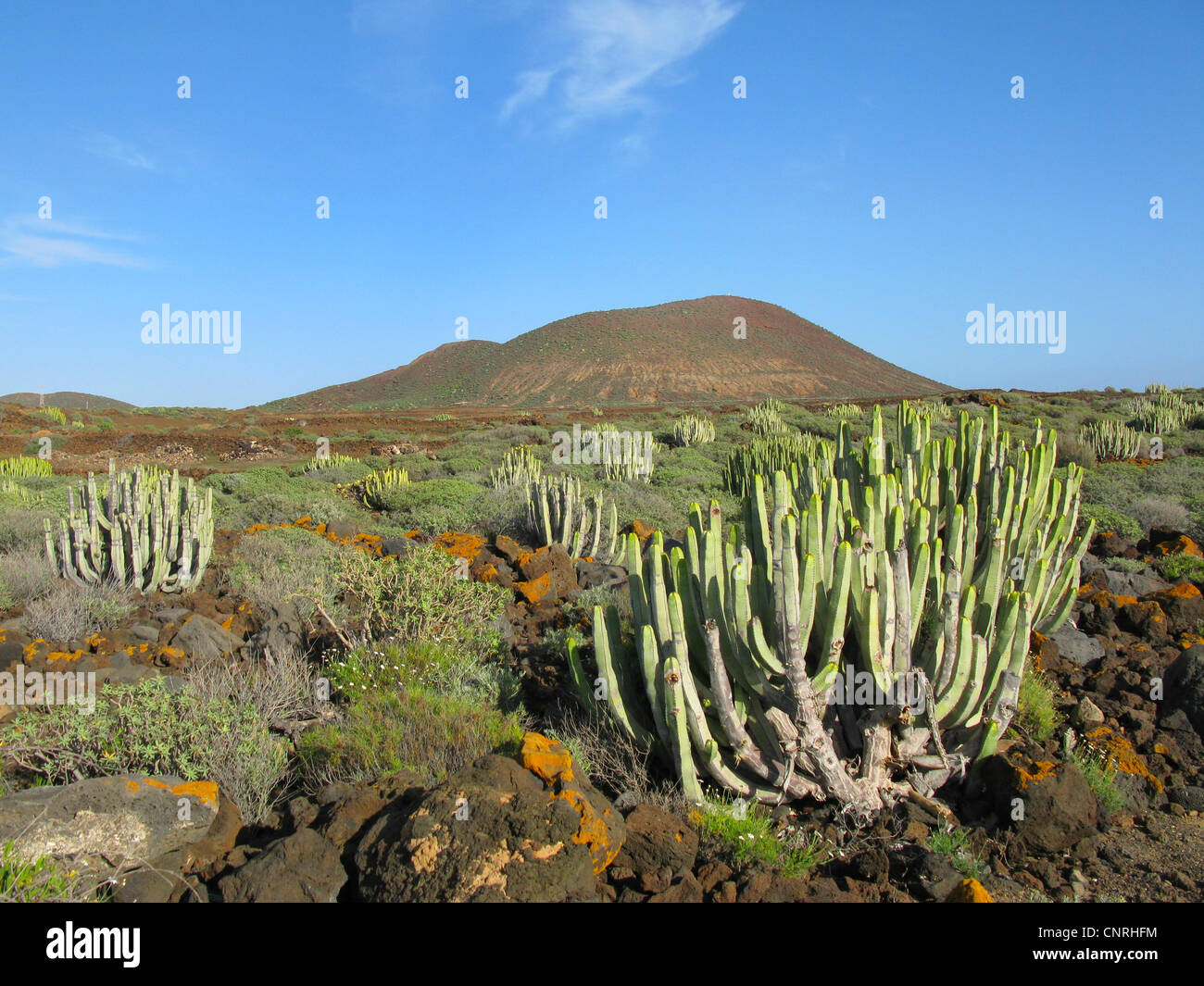 Canary Island Spurge (Euphorbia canariensis), on volcanic rock in succulent vegetation together with Euphorbia balsamifera, Canary Islands, Tenerife, Pal Mar Stock Photo