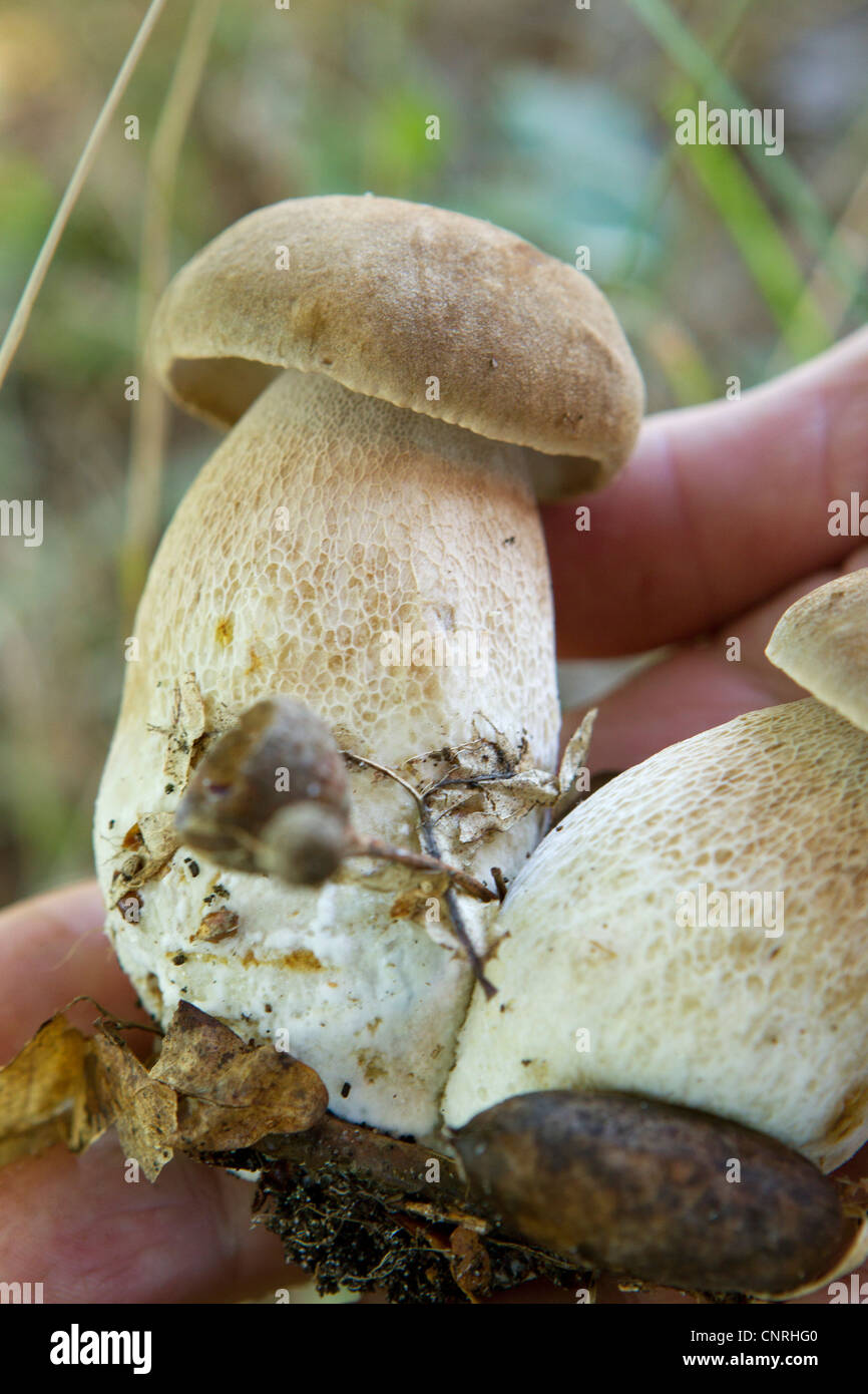 Parts of mushroom hires stock photography and images Alamy