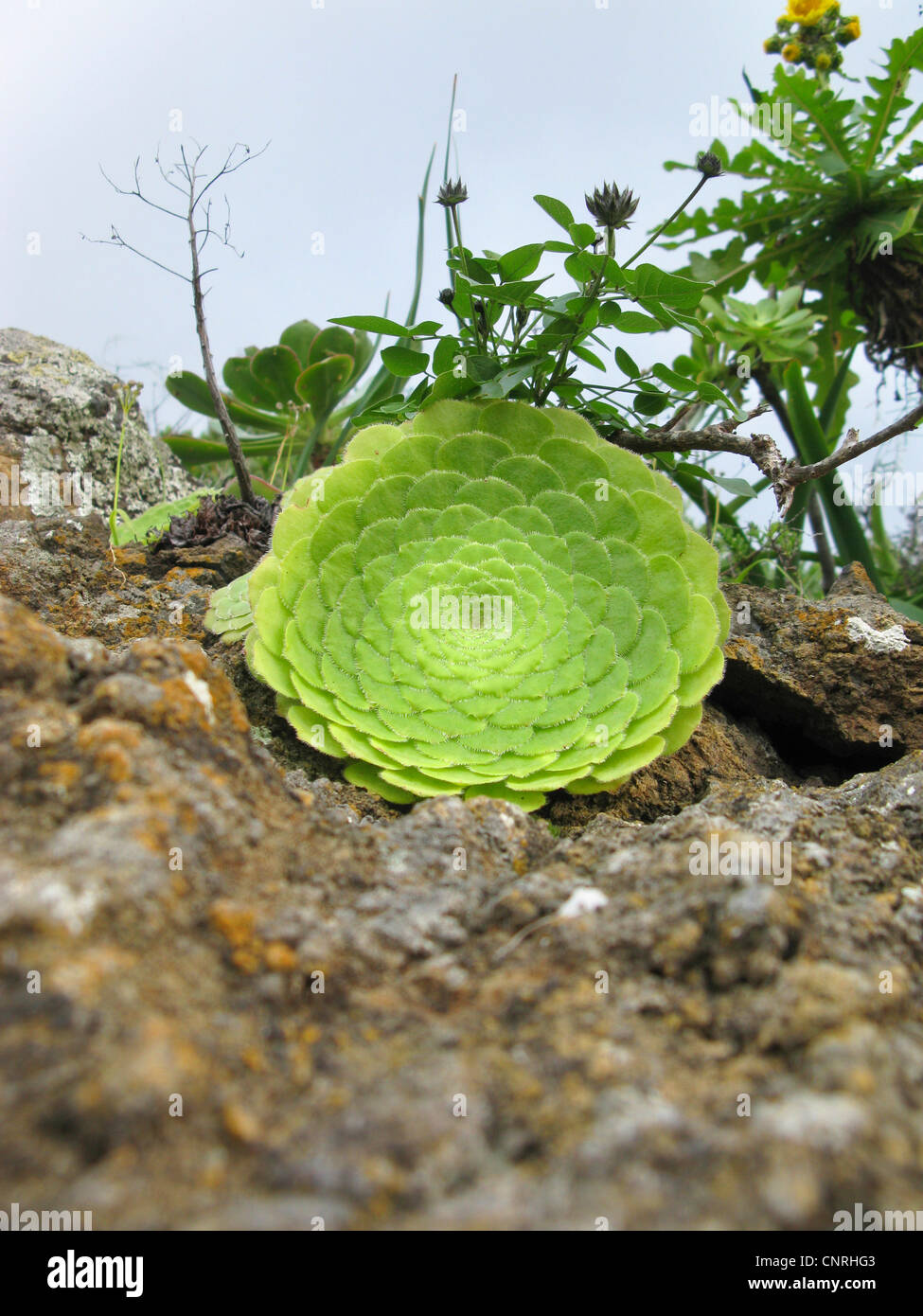 Dinner Plate Aeonium (Aeonium tabuliforme, Aeonium tabulaeforme), growing on a rock, endemic on Tenerife, Canary Islands, Tenerife Stock Photo