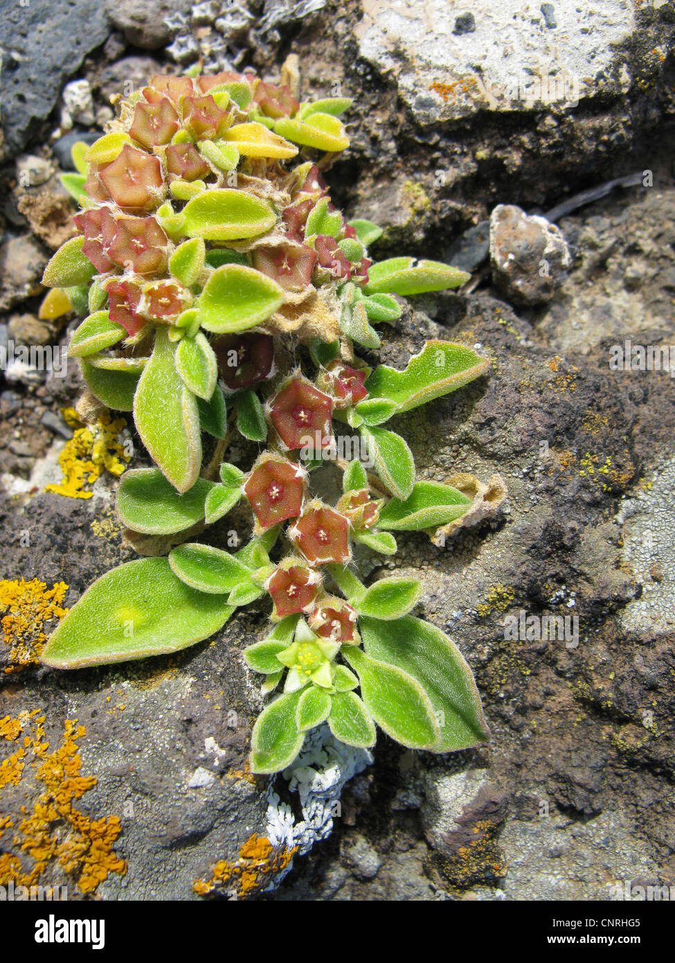 Canarian Iceplant, Canary Iceplant (Aizoon canariense, Aizoon canariensis), blooming and fruiting ob gravelly ground, Canary Islands, Tenerife Stock Photo