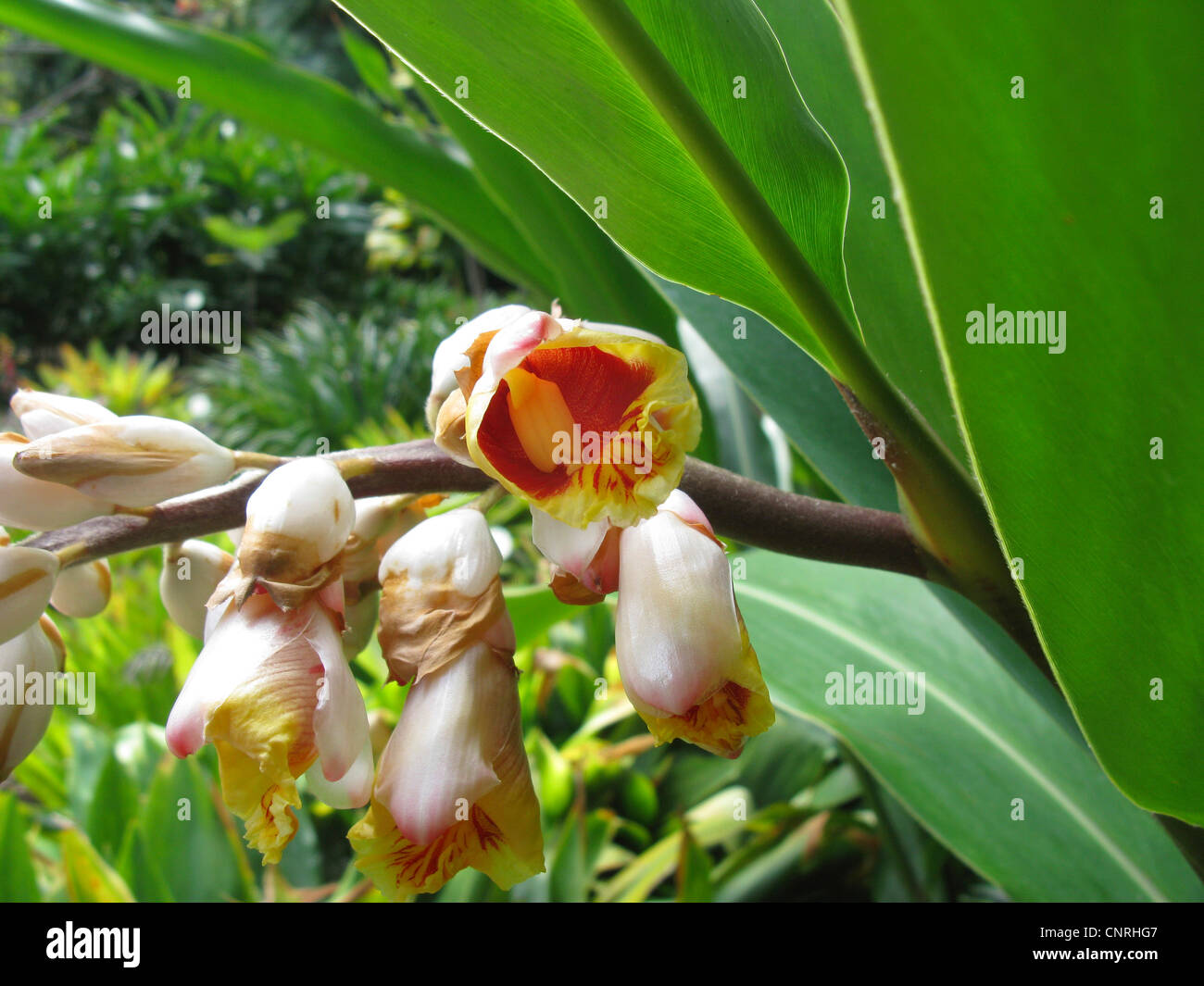 Shell Ginger, Light galangal, Pink porcelain lily, Shell flower, Variegated ginger, Butterfly ginger (Alpinia zerumbet), flowers Stock Photo