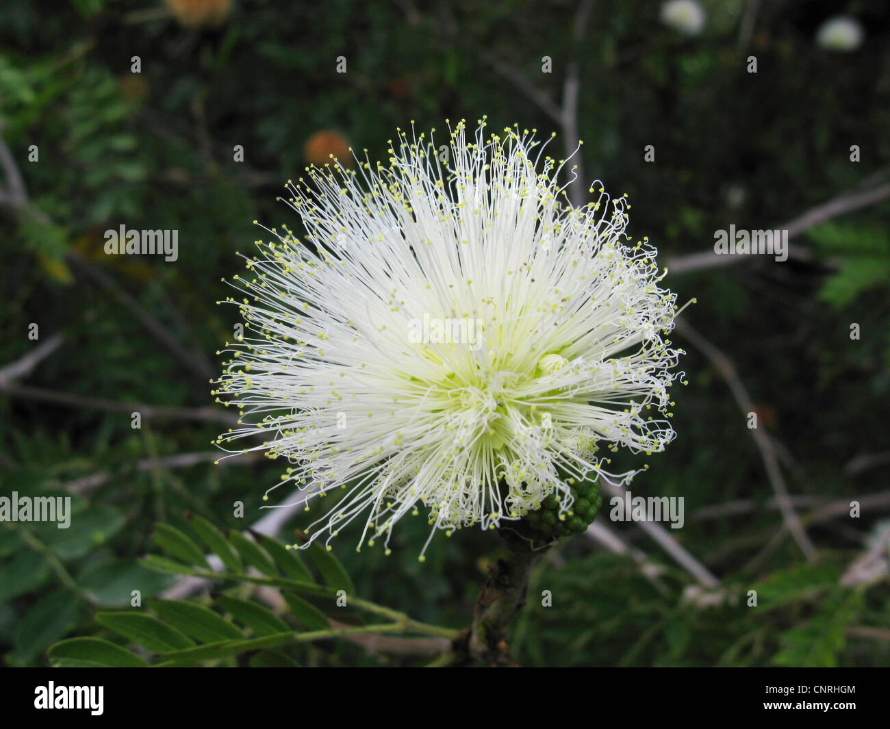 White Powder Puff, White Powder Pufftree (Calliandra haematocephala var. alba, Calliandra
