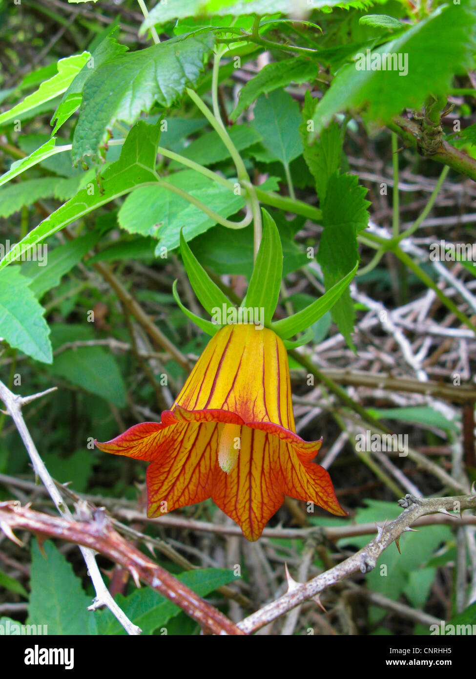 Canary bellflower (Canarina canariensis), flower, national flower of the Canary Islands, Canary Islands, Tenerife Stock Photo