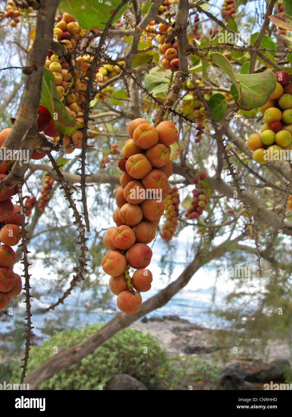 Jamaica kino, sea grape (Coccoloba uvifera), fruits on tree, Canary Islands, Tenerife Stock Photo
