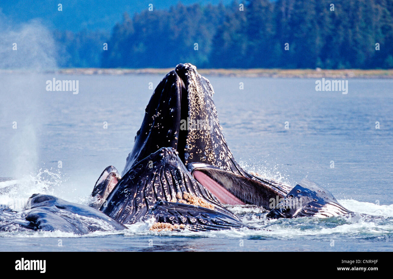 Humpback Whale Inside Mouth